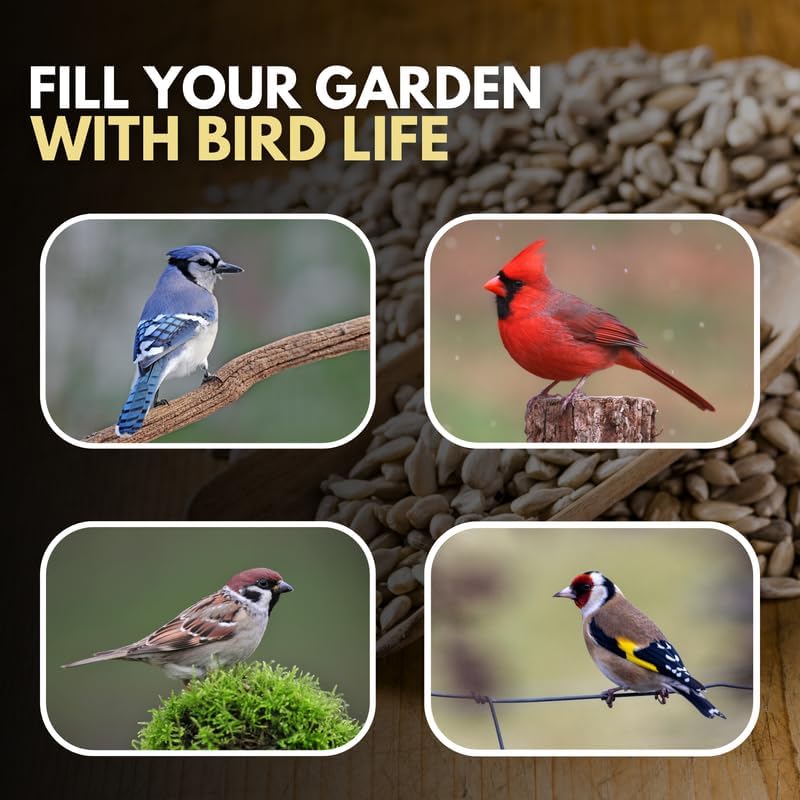 5L bag Premium Sunflower Heart Seeds Wild Bird Food – High Energy, No Mess Bird Feed