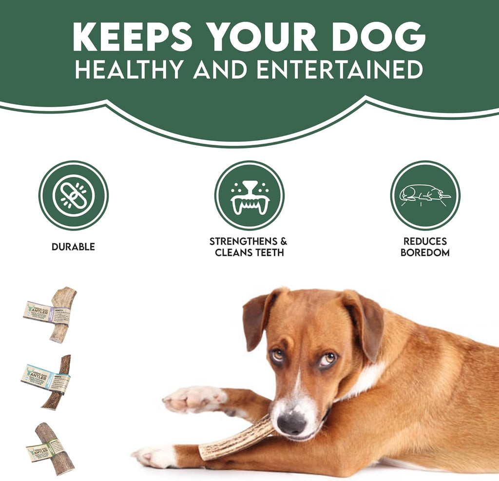 100% Natural SPLIT Antler Dog Chews The Hypo-Allergenic Dog Chew Like Stagbar (Weight - Small 30 - 50g), Size May Vary