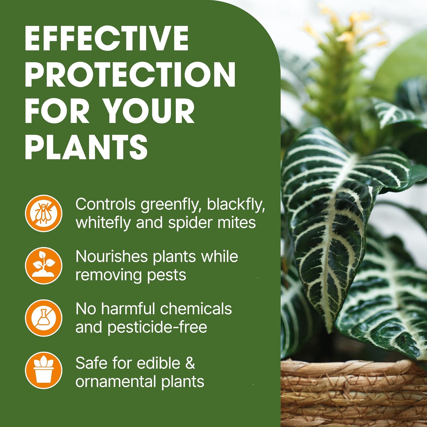 Doff Greenfly & Blackfly Control – 1L Pest Spray for Garden and Greenhouse – Aphid, Whitefly & Spider Mite Repellent – Protects Edible & Ornamental Plants with Added Plant Feed – Bee-Friendly Formula